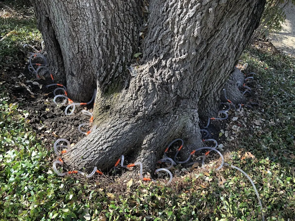Detailed Tree Cabling and Bracing job site in Wagener