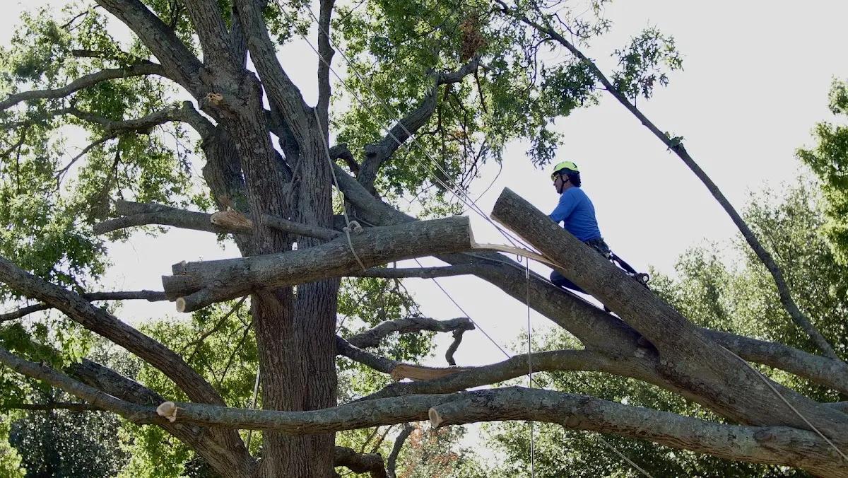 Professional Hazardous Tree Removal performed by certified arborists in Wagener