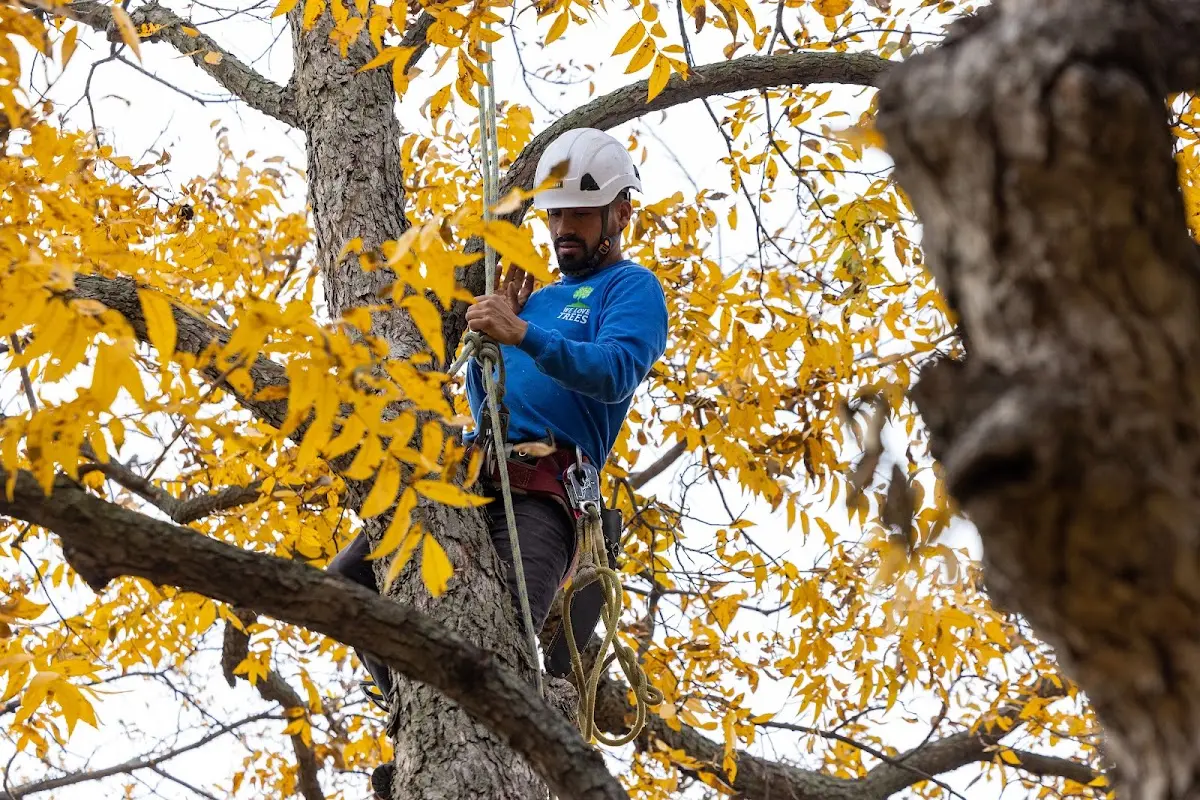 Skilled Tree Trimming crew working in Wagener